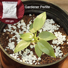 Paradise Perlite for Hydroponics & Horticulture Terrace Gardening Soil Conditioner (250 GM) - dailyneed.life