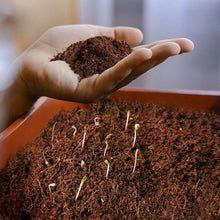 Cocopeat Block Organic Fertilizer and Soil Manure Potting Mixture for Home Gardening and Potted Plants (1 KG.) - dailyneed.life
