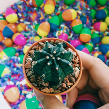 Decorative Stones and Pebbles for Garden, Vase Fillers Multicolor. - dailyneed.life