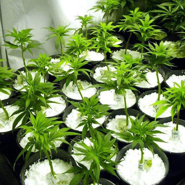 Paradise Perlite for Hydroponics &amp; Horticulture Terrace Gardening Soil Conditioner (250 GM) - dailyneed.life