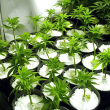 Paradise Perlite for Hydroponics & Horticulture Terrace Gardening Soil Conditioner (250 GM) - dailyneed.life