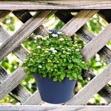 Hanging Planter Pot used for storing and holding plants and flowers in it and this is widely used in in all kinds of gardening and household places etc. - dailyneed.life