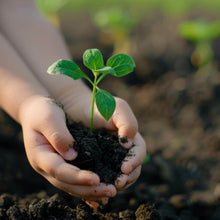 Organic Vermicompost Black Soil for Plants Health Manure (1 KG Approx) - dailyneed.life