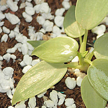 Paradise Perlite for Hydroponics & Horticulture Terrace Gardening Soil Conditioner (250 GM) - dailyneed.life