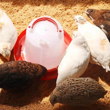 Automatic Chicken Drinker Chicken Feeder with Humanized Handle - dailyneed.life