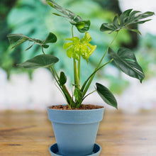 Heavy Plastic Flower pots With Tray (1 Pc) - dailyneed.life