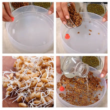 Plastic 4 Compartment Sprout Maker, White - dailyneed.life