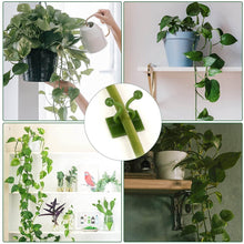 Plant Climbing Wall Clips Self-Adhesive Money Plant Support Clips Vine Plant Climbing Fixing Clip (10 Pcs Set) - dailyneed.life