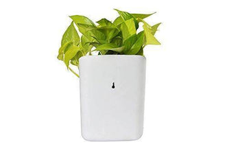 Plastic Vertical Hanging Planter Pot, Multicolour, - dailyneed.life
