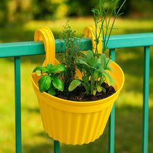 Multicolor Hanging Plastic Planters Orchid Relling , For Plantation, Planters for Balcony and Home Gardening, Indoor, Outdoor (1 Pc ) - dailyneed.life