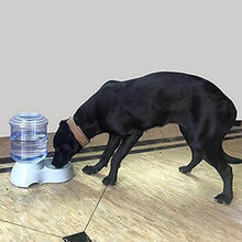 Automatic Pet Water Dispenser, Food Storage Bottle - dailyneed.life