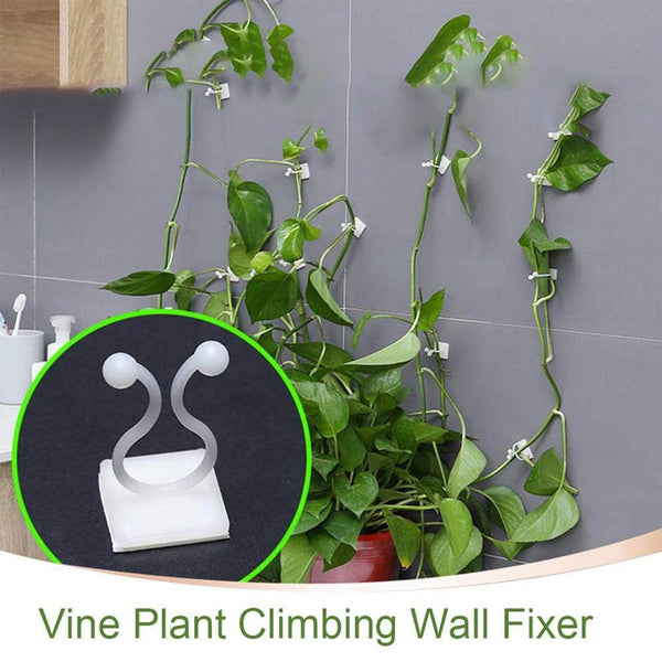 wall Plant Climbing Clip widely used for holding plants and poultry purposes and all (30 Pcs Set) - dailyneed.life