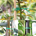 Plastic Twist Tie Wire Spool With Cutter For Garden Yard Plant 30m (Green) - dailyneed.life