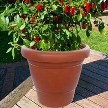 Garden Heavy Plastic Planter Pot / Gamla 6 inch (Brown, Pack of 1, Small) - dailyneed.life