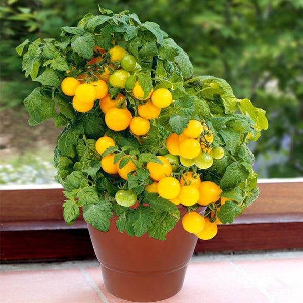 Garden Heavy Plastic Planter Pot / Gamla 6 inch (Brown, Pack of 1, Small) - dailyneed.life
