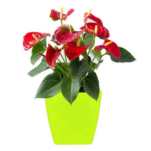 Flower Pots Square Shape For Indoor / Outdoor Gardening - dailyneed.life